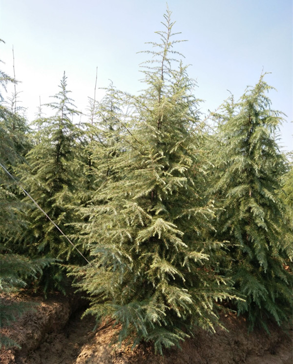 供应雪松-南京雪松价格-三米雪松四米雪松价格公道