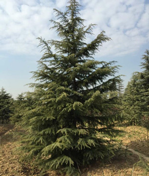 提供湖北籽播雪松~籽播雪松4米价格s