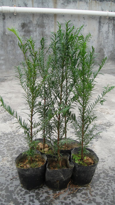 供应红豆杉袋苗 红豆杉杯苗 红豆杉小苗价格