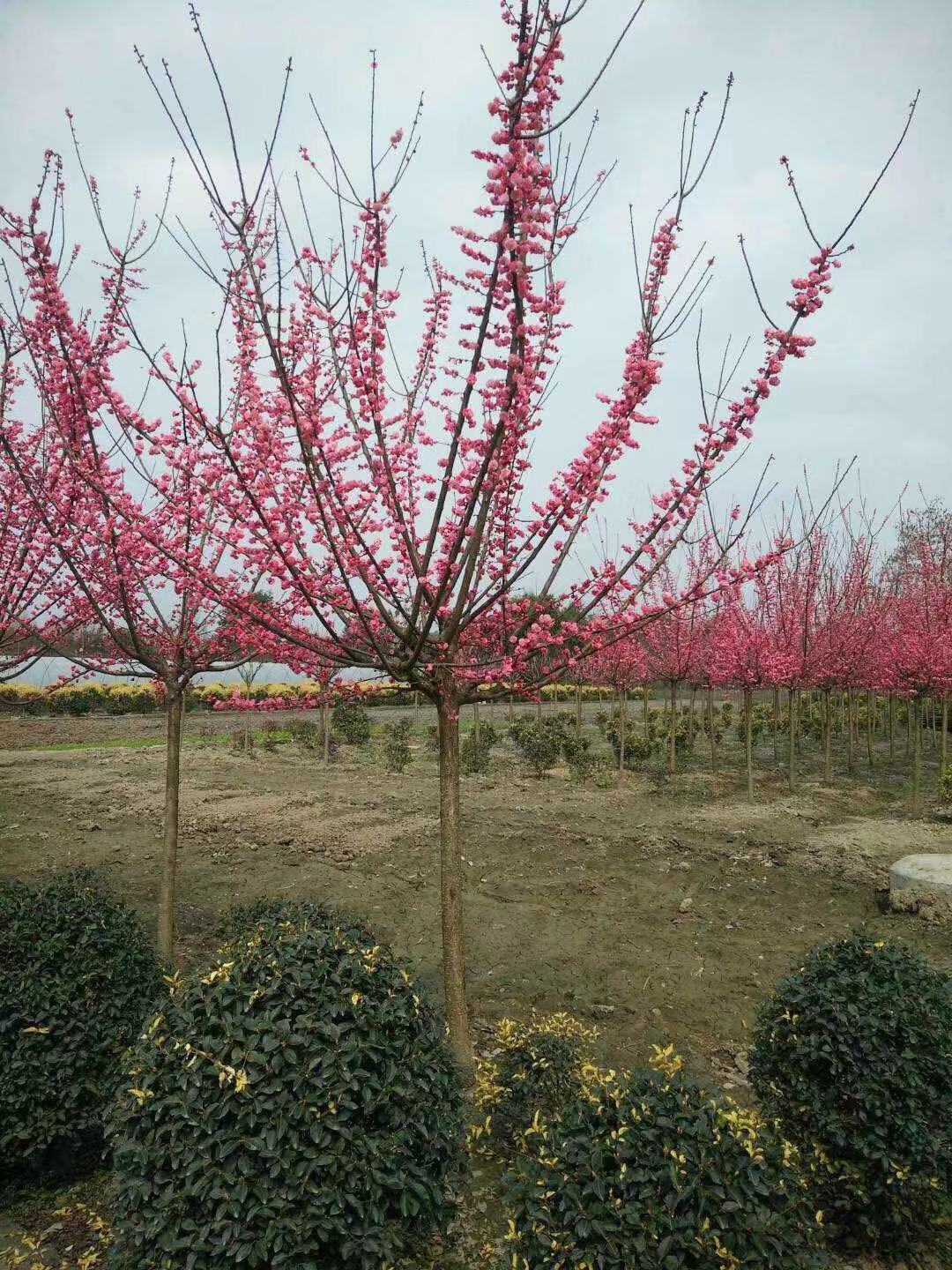 供应供应四川成都3CM-15CM红梅批发 低分枝红