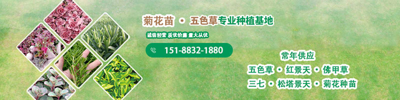 供应五色草种苗基地批发价格