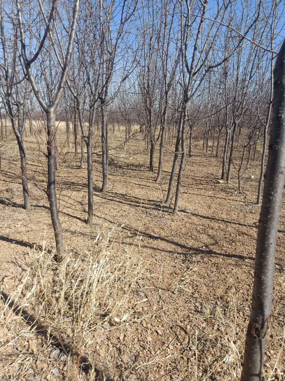 供应3公分山杏内蒙古货源