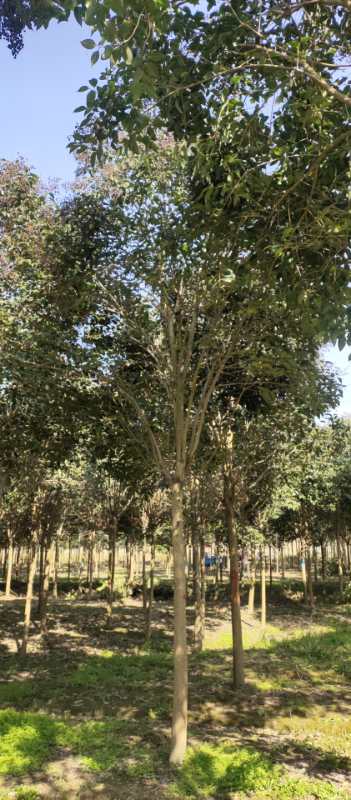 供应大叶女贞江苏大叶女贞批发价格公道