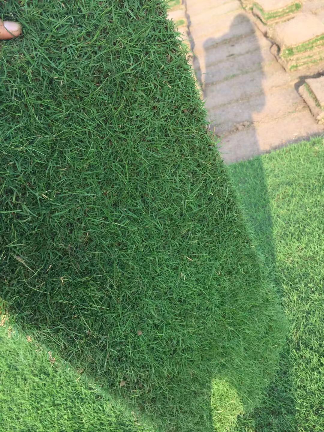 供应草坪价格,绿化草坪13775528172