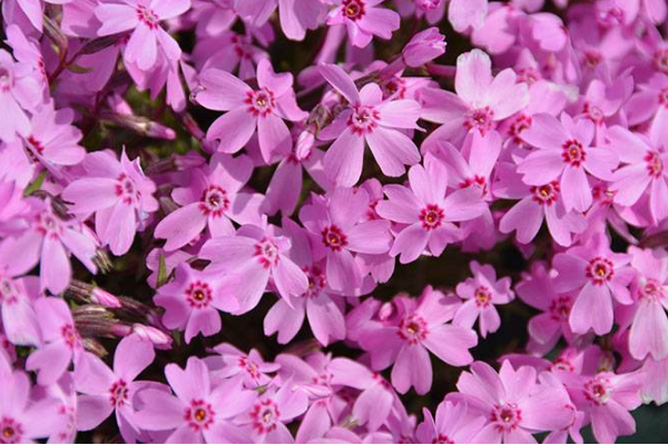 供应芝樱的养殖方法