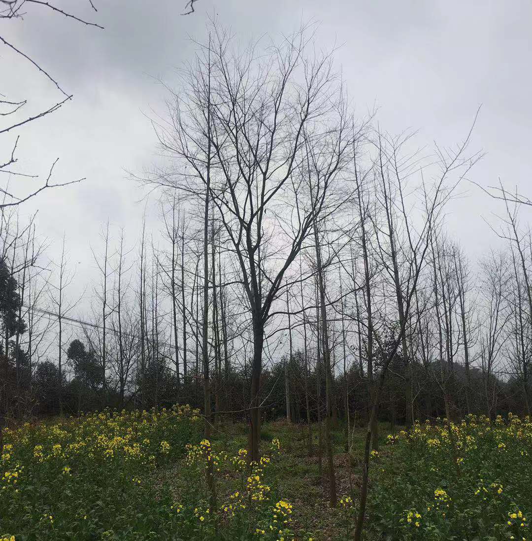 供应四川成都精品朴树12CM-45CM 批发丛生朴