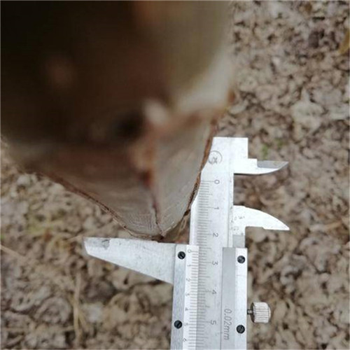 供应河南无絮杨繁育基地