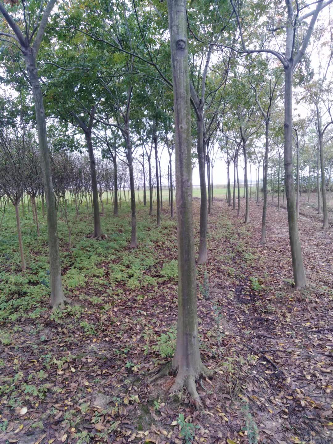 供应紫薇栾树樱花 安徽合肥