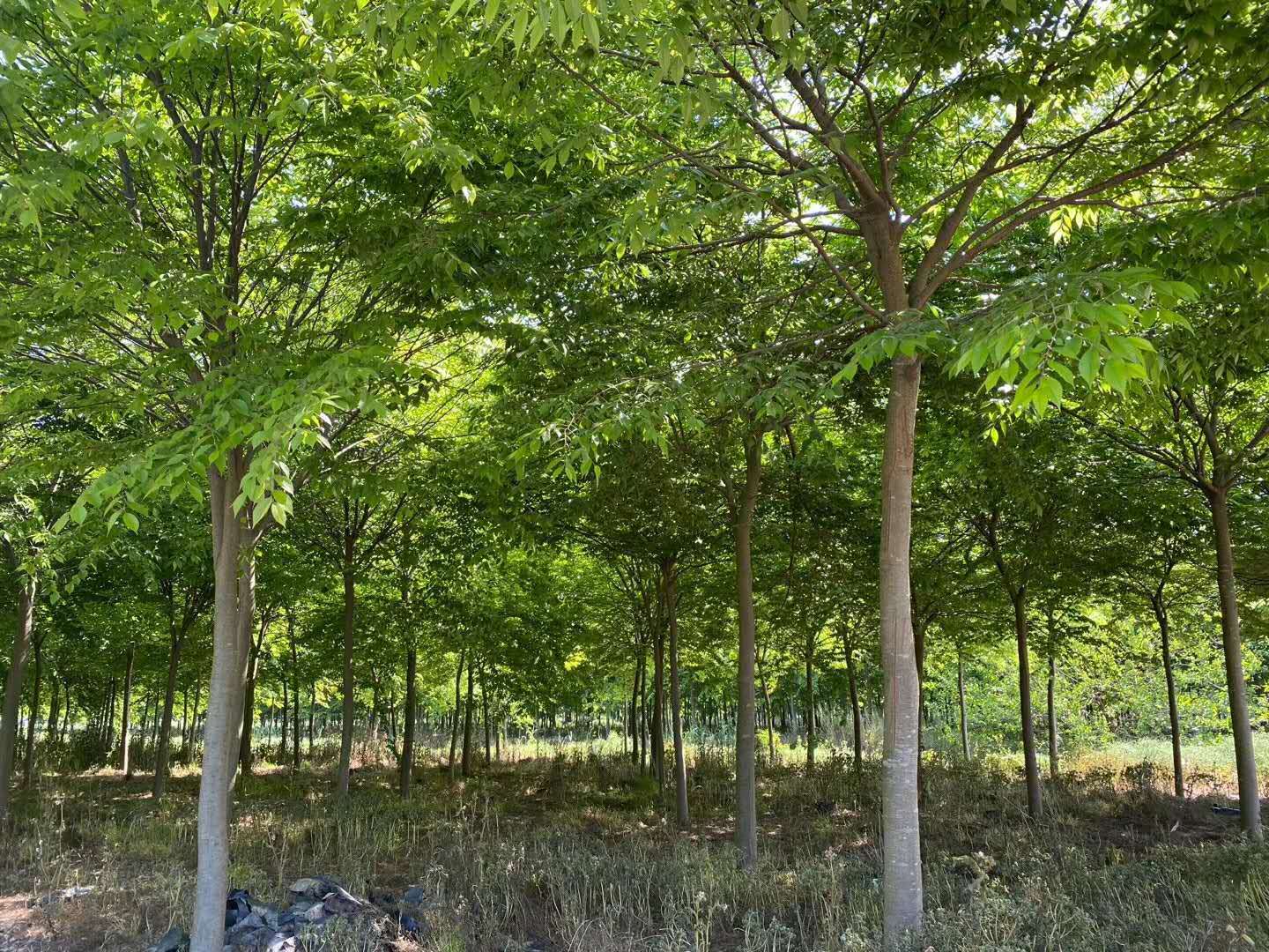 提供栾树山东栾树价格发财树价位是多少