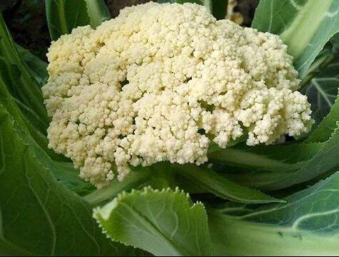 供应廊坊有机菜花苗-松花菜苗