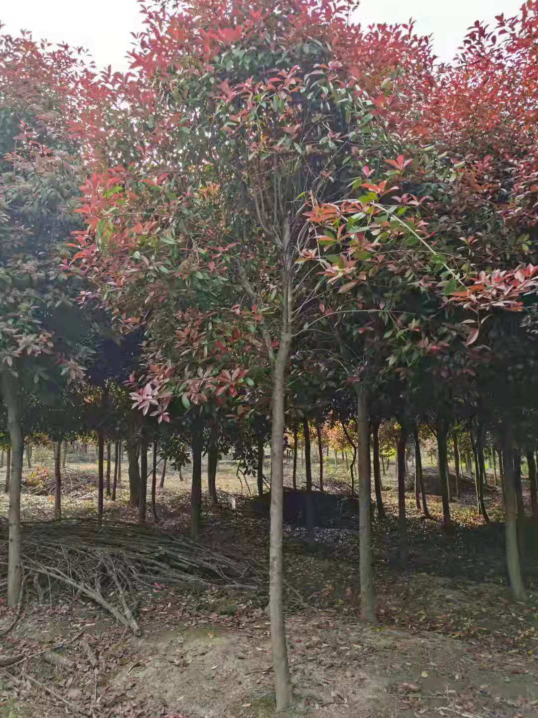 提供高杆红叶石楠河南高杆红叶石楠6公分价位是多少