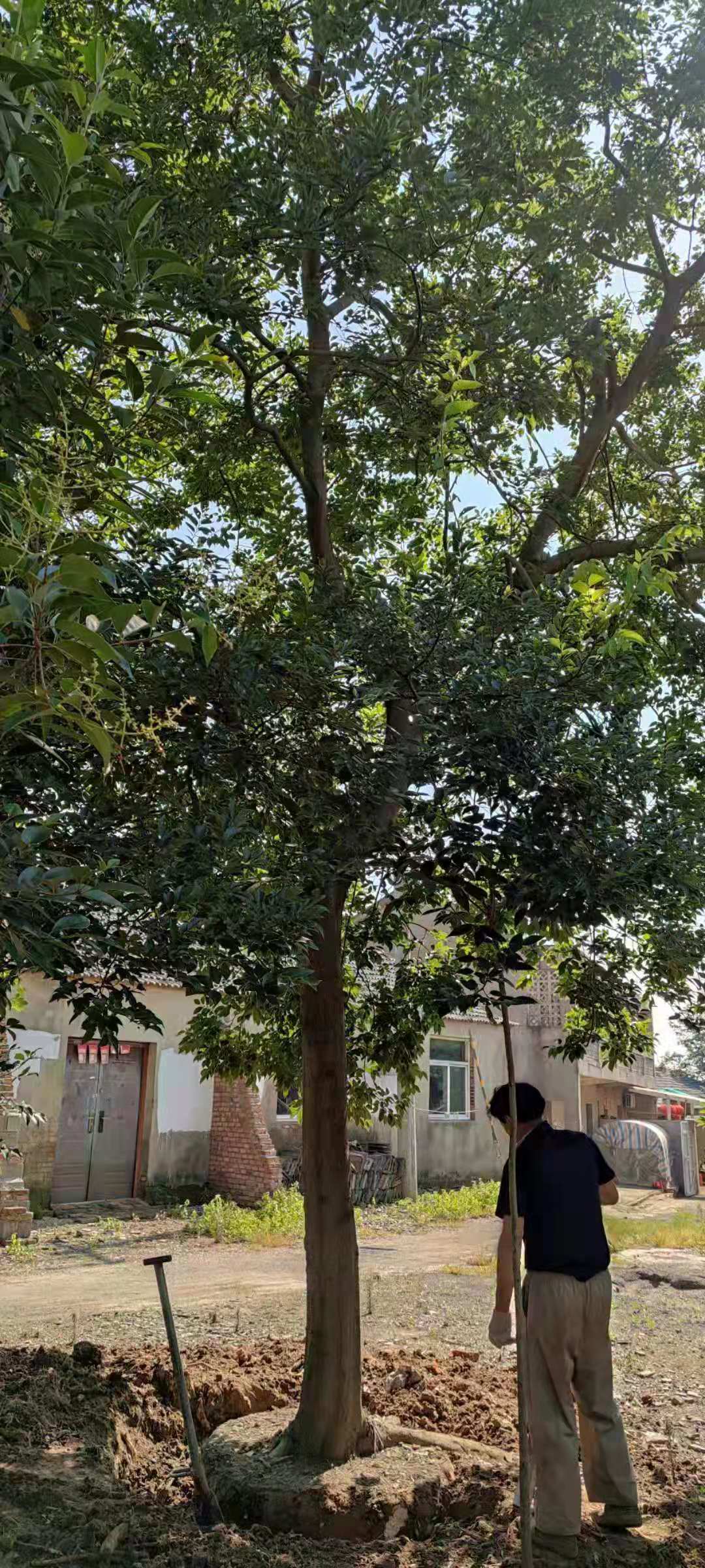 供应小叶朴价格南京小叶朴23公分价位沙多少