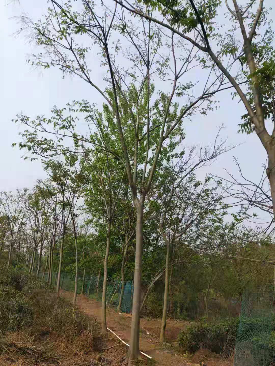 提供栾树-栾树苗圃大栾树20公分价格如何了