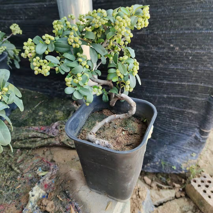 供应江苏火棘工程苗