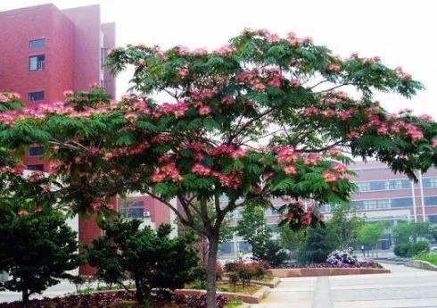 供应唐山合欢树 遵化合欢树