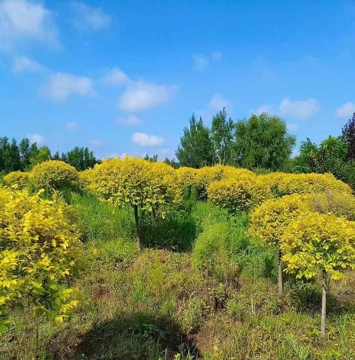 长春供应金叶榆球 定杆1米