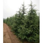 供应雪松南京雪松产地5米雪松价格最新动态