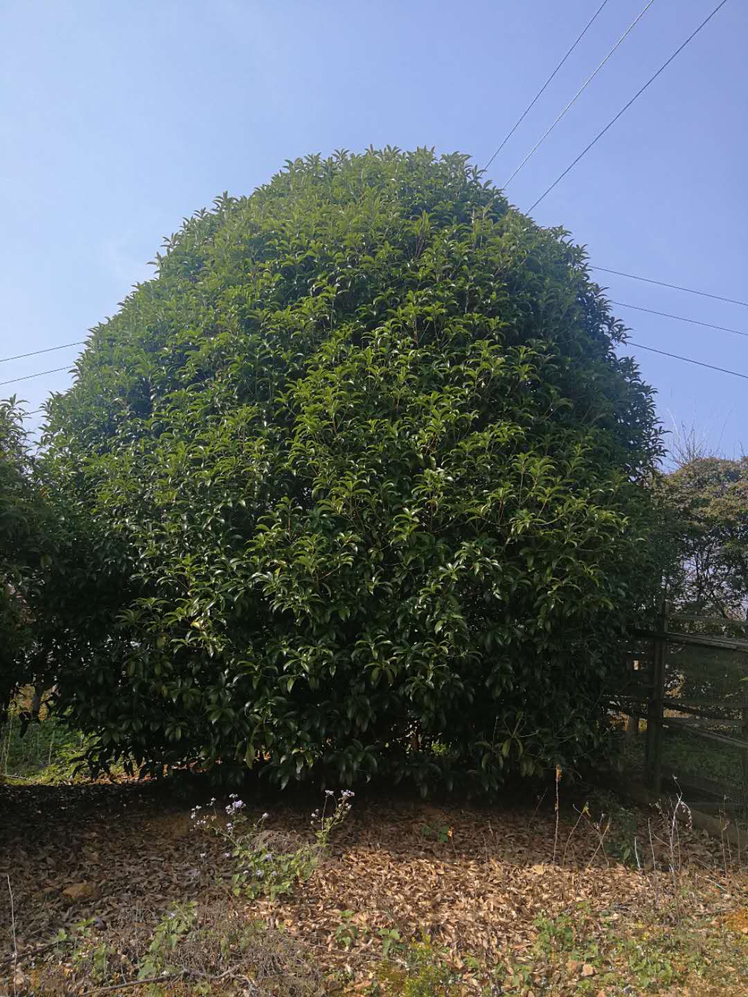 供应8公分柳叶金桂9公分柳叶金桂10公分柳叶金桂