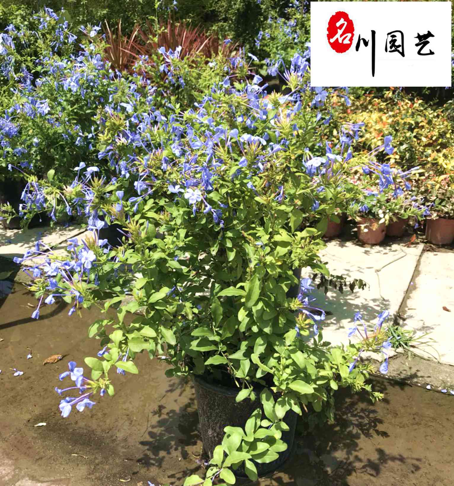 供应蓝雪花杯苗促销价 园林景区庭院阳台开花盆栽