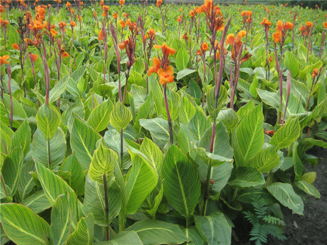 供应成都美人蕉基地