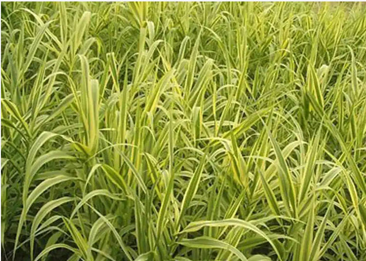 供应金钱蒲 - 苏州金钱蒲 - 江苏金钱蒲厂家直供