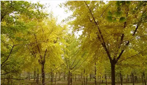 供应银杏树_绍兴银杏树_浙江银杏树批发